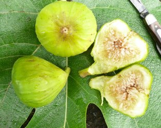 Italian Honey Fig, Lattarula Fig,  Blanche Fig, White Marseille Fig, Lemon Fig, Ficus carica 'Blanche'